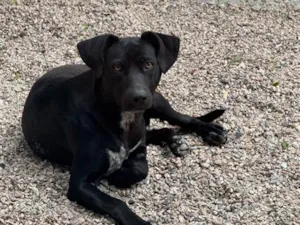 Cachorro raça SRD-ViraLata idade 1 ano nome Ace
