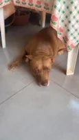 Perola