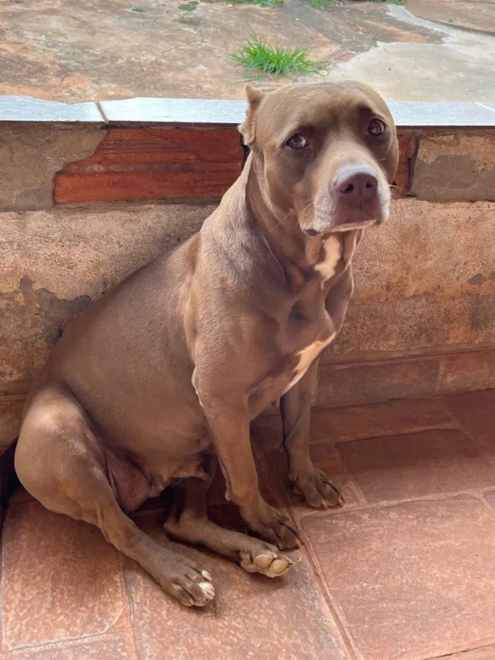 Cachorro raça Pit-Bull idade 6 ou mais anos nome Perola