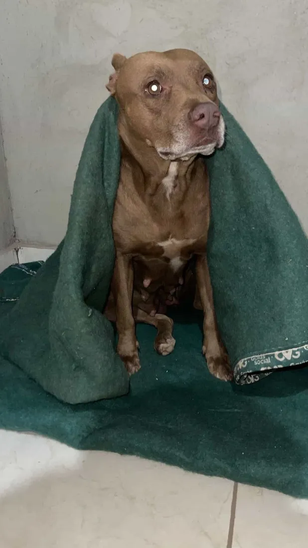Cachorro raça Pit-Bull idade 6 ou mais anos nome Perola