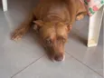 Perola
