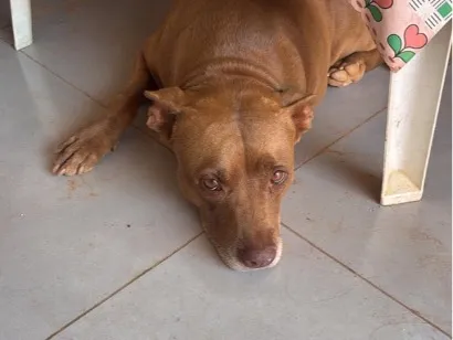 Cachorro raça Pit-Bull idade 6 ou mais anos nome Perola