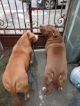 Stan e Oxan