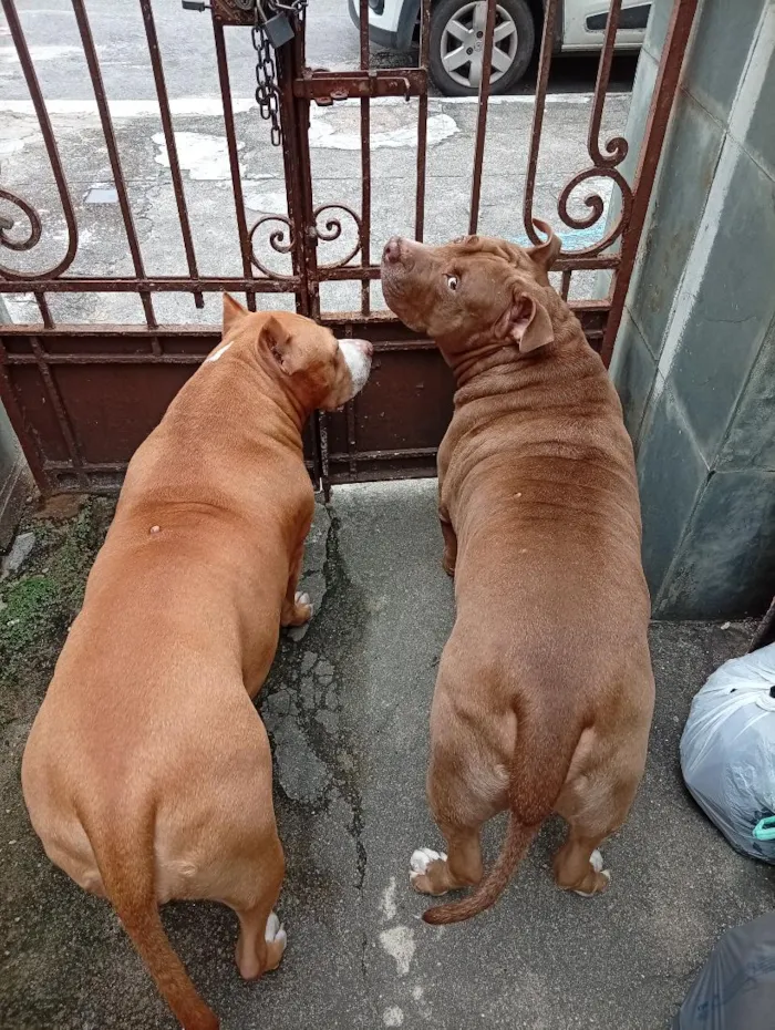 Cachorro raça Pit-Bull idade 6 ou mais anos nome Stan e Oxan