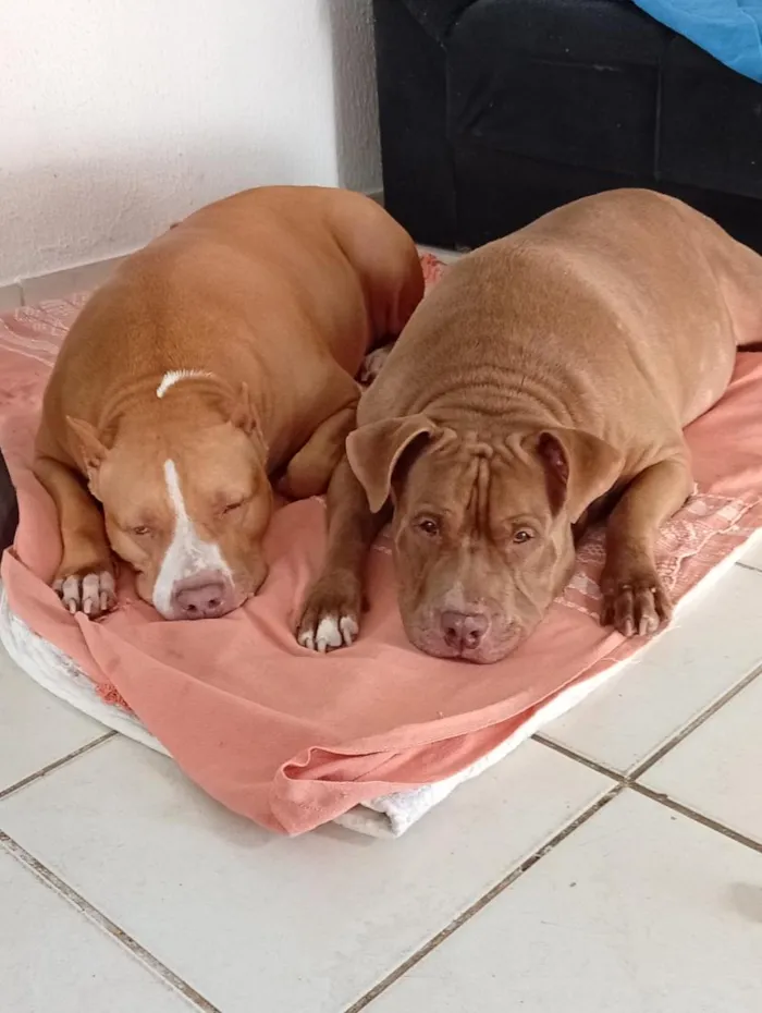Cachorro raça Pit-Bull idade 6 ou mais anos nome Stan e Oxan