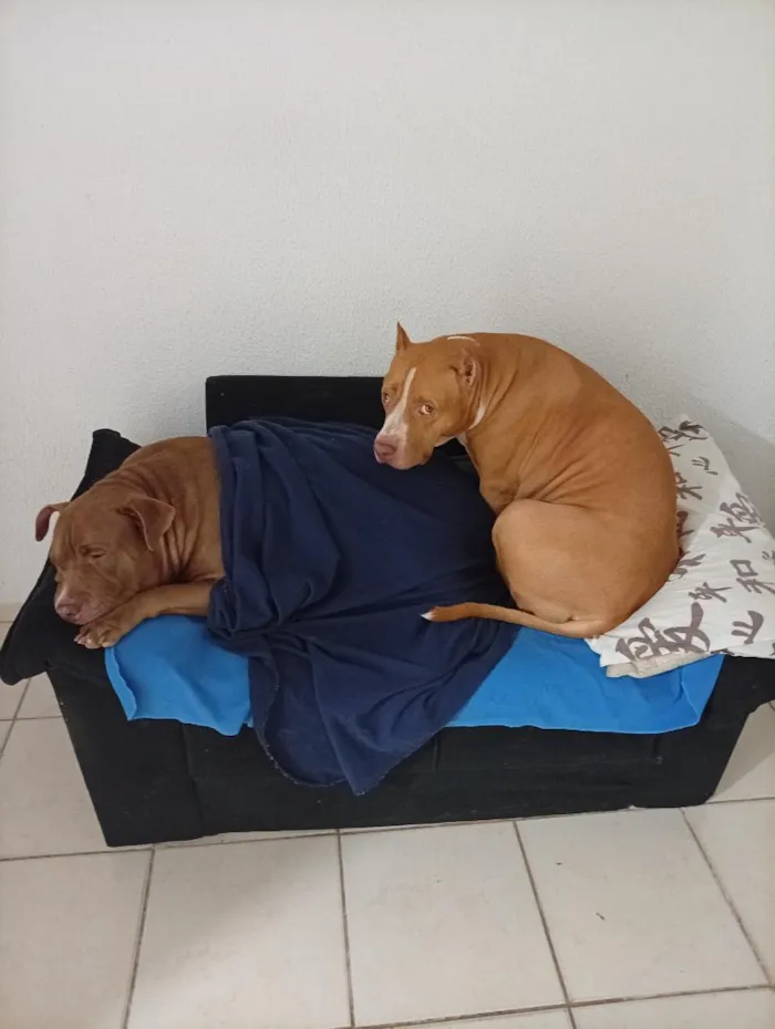 Cachorro raça Pit-Bull idade 6 ou mais anos nome Stan e Oxan