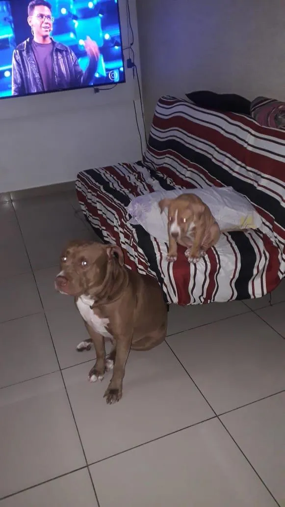 Cachorro raça Pit-Bull idade 6 ou mais anos nome Stan e Oxan