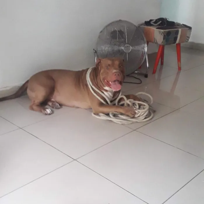 Cachorro raça Pit-Bull idade 6 ou mais anos nome Stan e Oxan
