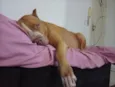 Stan e Oxan
