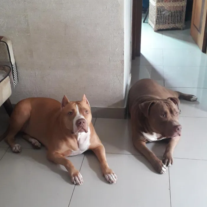 Cachorro raça Pit-Bull idade 6 ou mais anos nome Stan e Oxan