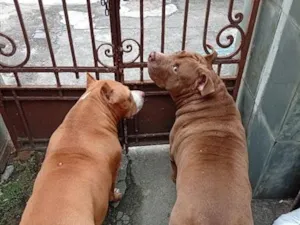 Cachorro raça Pit-Bull idade 6 ou mais anos nome Stan e Oxan