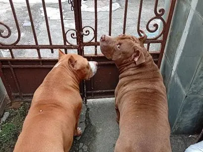 Cachorro raça Pit-Bull idade 6 ou mais anos nome Stan e Oxan
