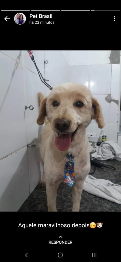 Cachorro raça Cocker idade 6 ou mais anos nome tuck