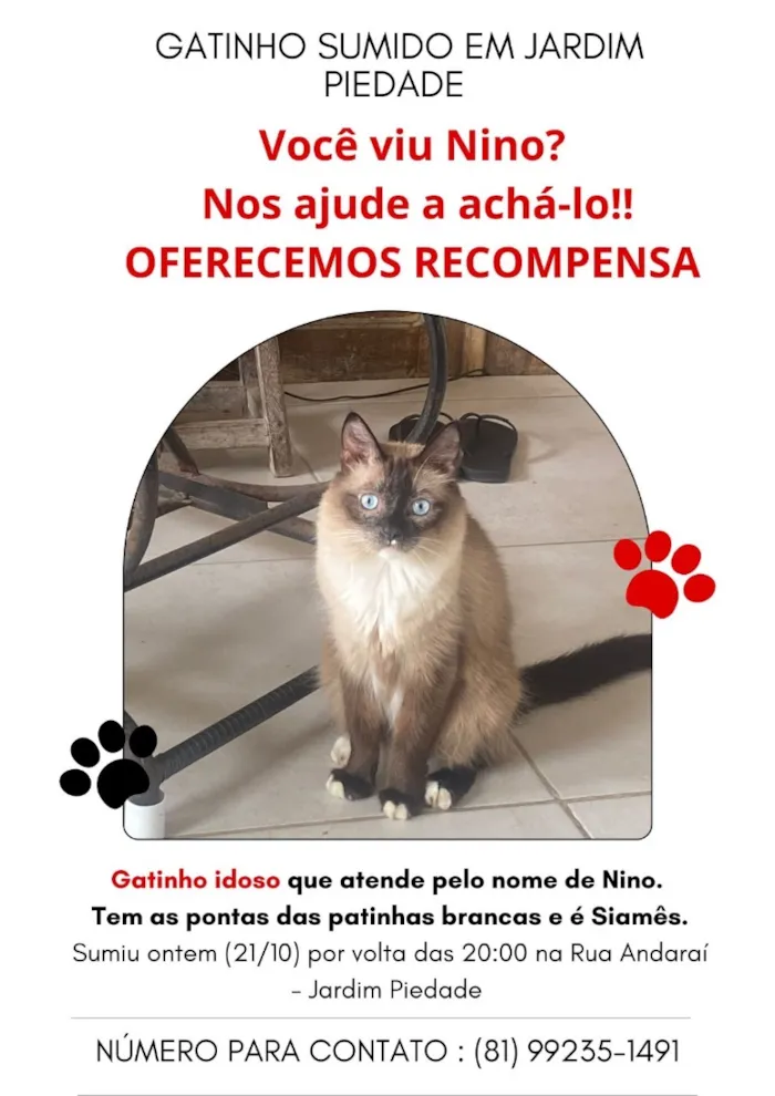 Gato raça Siamês idade 6 ou mais anos nome Nino