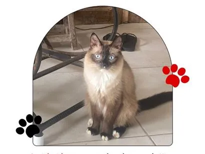 Gato raça Siamês idade 6 ou mais anos nome Nino
