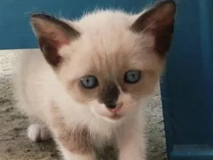 Gato raça SRD-ViraLata idade 2 a 6 meses nome Amora