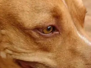 Cachorro raça Pit-Bull idade 6 ou mais anos nome Fred