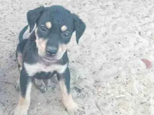 Cachorro raça SRD-ViraLata idade 2 a 6 meses nome molly zel  e cacau
