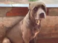 Perola