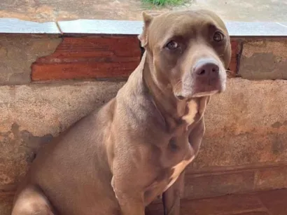 Cachorro raça Pit-Bull idade 6 ou mais anos nome Perola