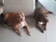 Stan e Oxan