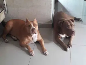 Cachorro raça Pit-Bull idade 6 ou mais anos nome Stan e Oxan