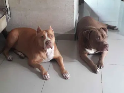 Cachorro raça Pit-Bull idade 6 ou mais anos nome Stan e Oxan