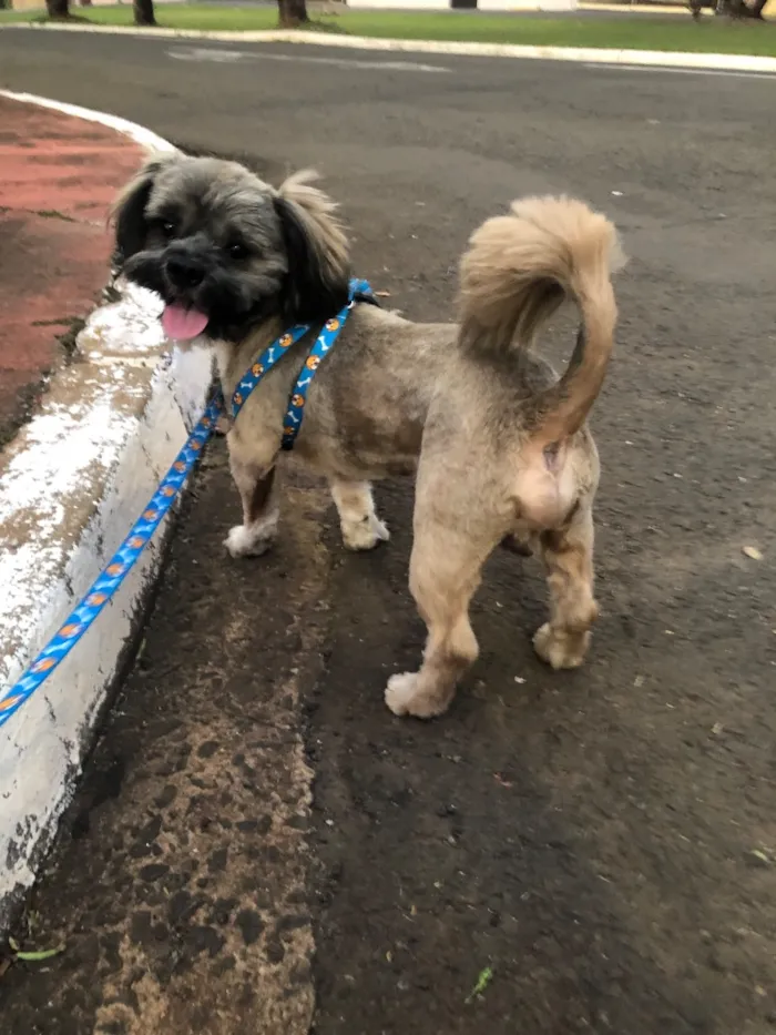 Cachorro raça Lhasa Apso idade 2 anos nome Half