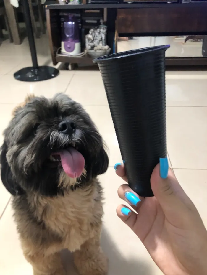 Cachorro raça Lhasa Apso idade 2 anos nome Half