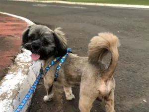 Cachorro raça Lhasa Apso idade 2 anos nome Half
