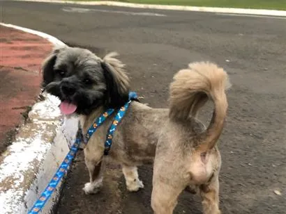 Cachorro raça Lhasa Apso idade 2 anos nome Half