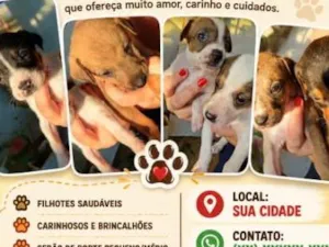 Cachorro raça SRD-ViraLata idade 2 a 6 meses nome filhotes