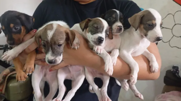 Cachorro raça SRD-ViraLata idade 2 a 6 meses nome filhotes