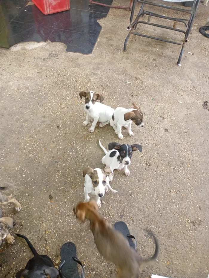Cachorro raça SRD-ViraLata idade 2 a 6 meses nome filhotes