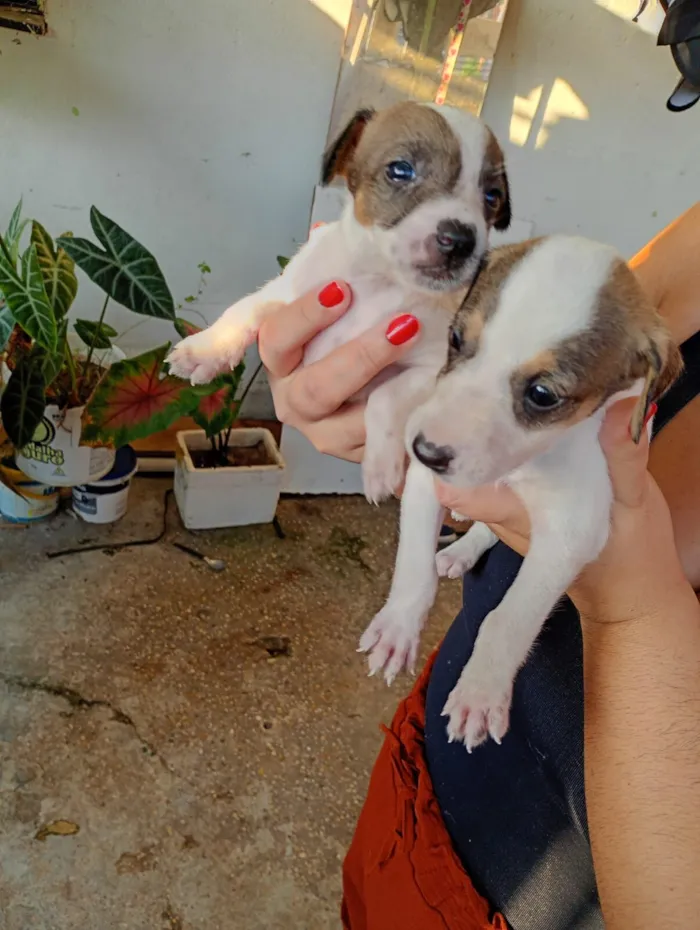Cachorro raça SRD-ViraLata idade 2 a 6 meses nome filhotes