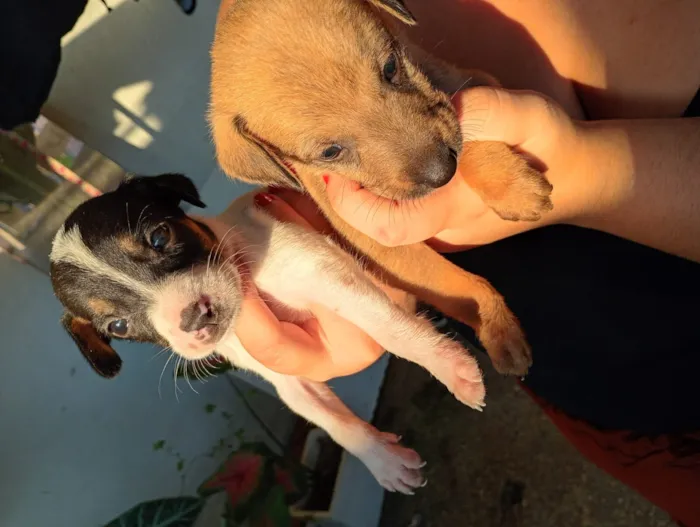 Cachorro raça SRD-ViraLata idade 2 a 6 meses nome filhotes
