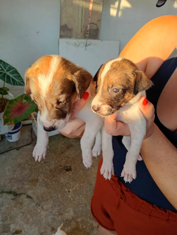 Cachorro raça SRD-ViraLata idade 2 a 6 meses nome filhotes