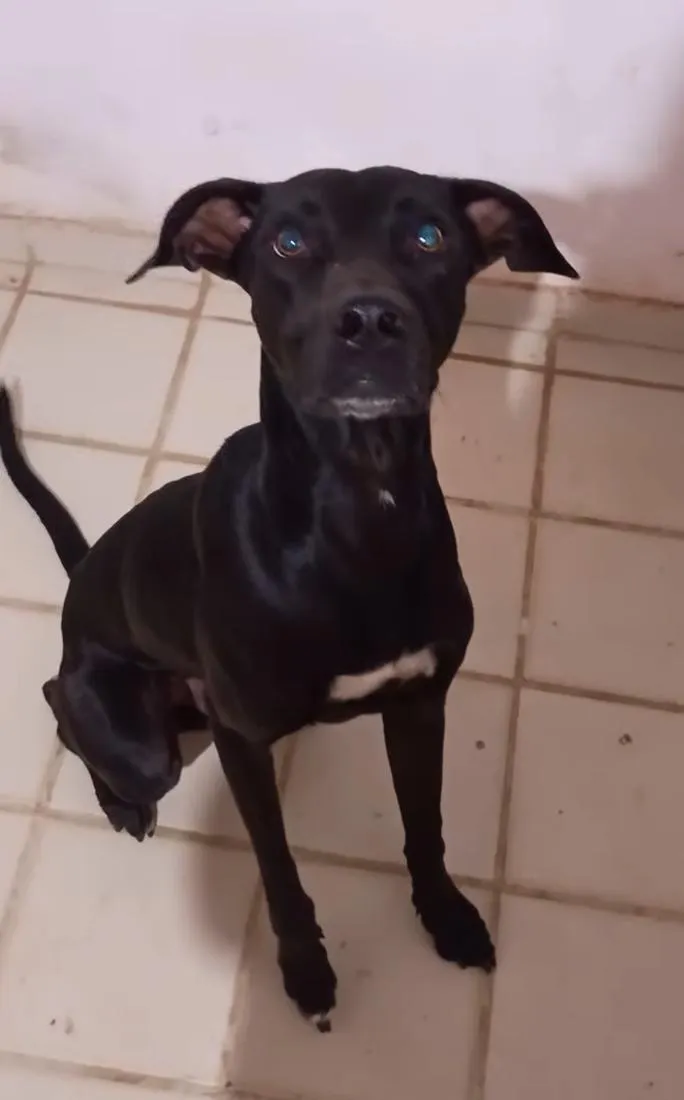 Cachorro raça SRD-ViraLata idade 2 anos nome Freddy
