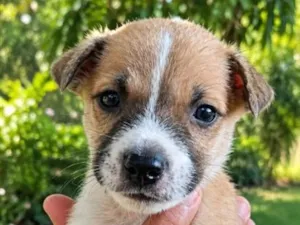 Cachorro raça SRD-ViraLata idade Abaixo de 2 meses nome Mogli