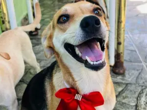 Cachorro raça SRD-ViraLata idade 1 ano nome Fiona