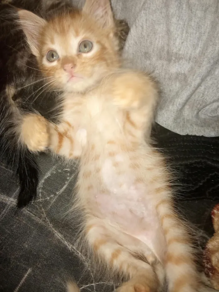 Gato raça SRD-ViraLata idade 2 a 6 meses nome Muffin