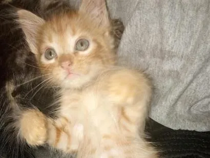 Gato raça SRD-ViraLata idade 2 a 6 meses nome Muffin