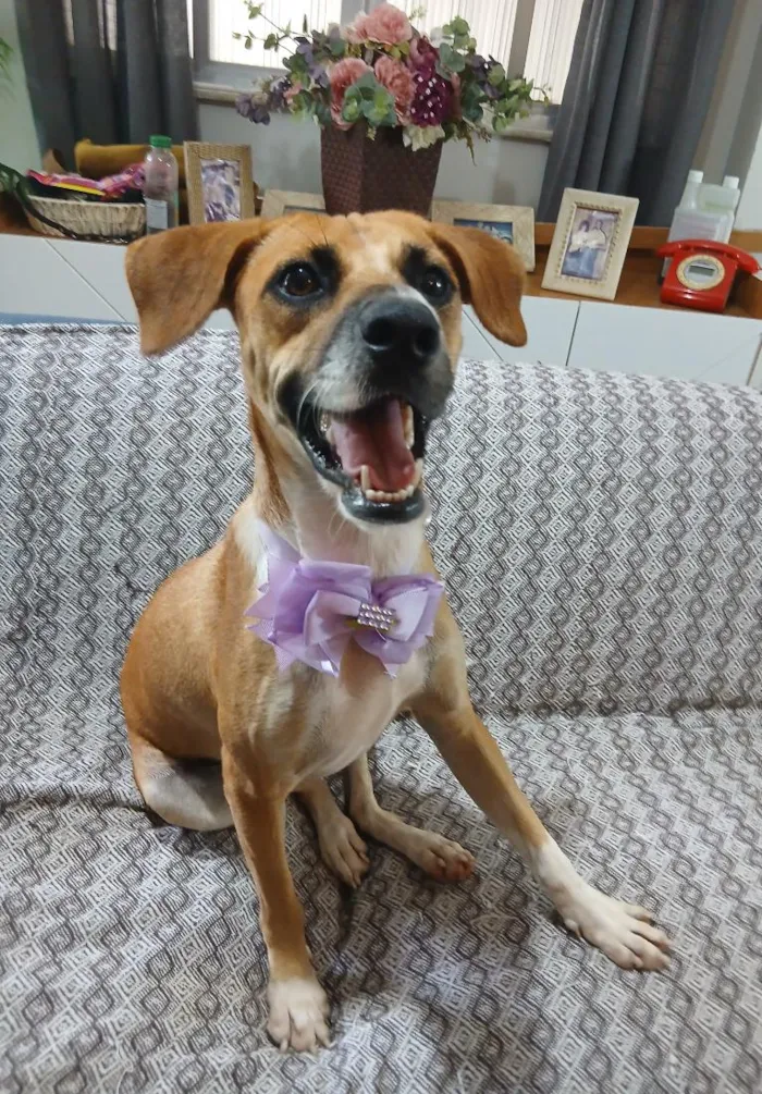 Cachorro raça SRD-ViraLata idade 2 anos nome Gisele