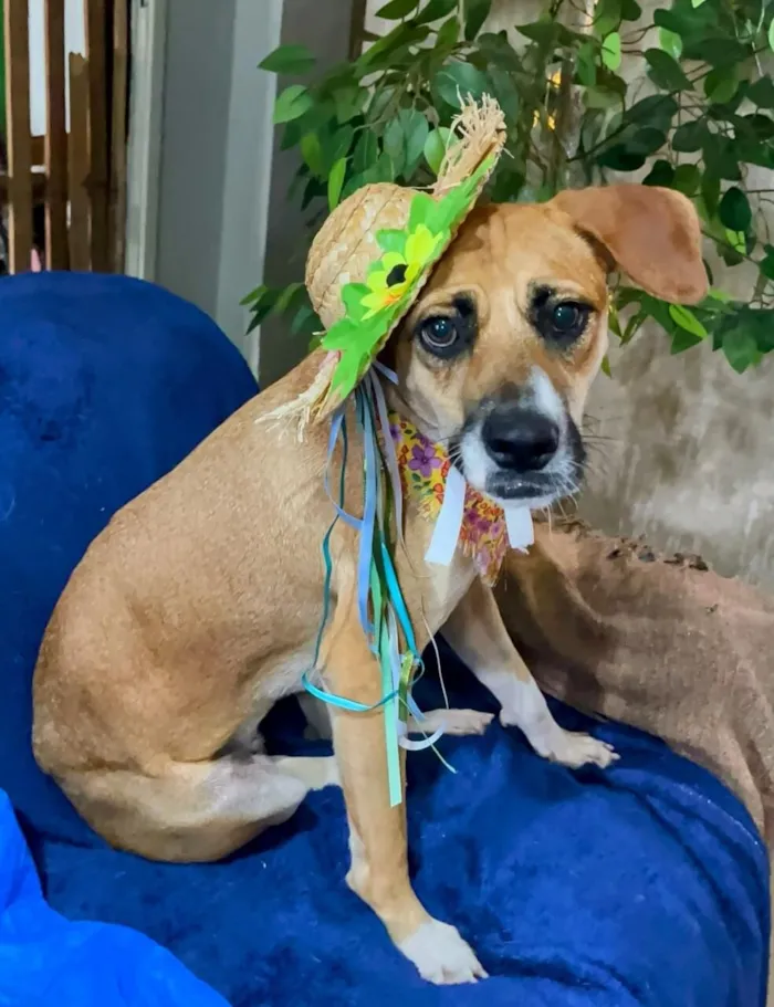 Cachorro raça SRD-ViraLata idade 2 anos nome Gisele