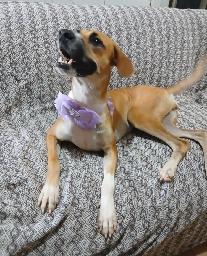 Cachorro raça SRD-ViraLata idade 2 anos nome Gisele