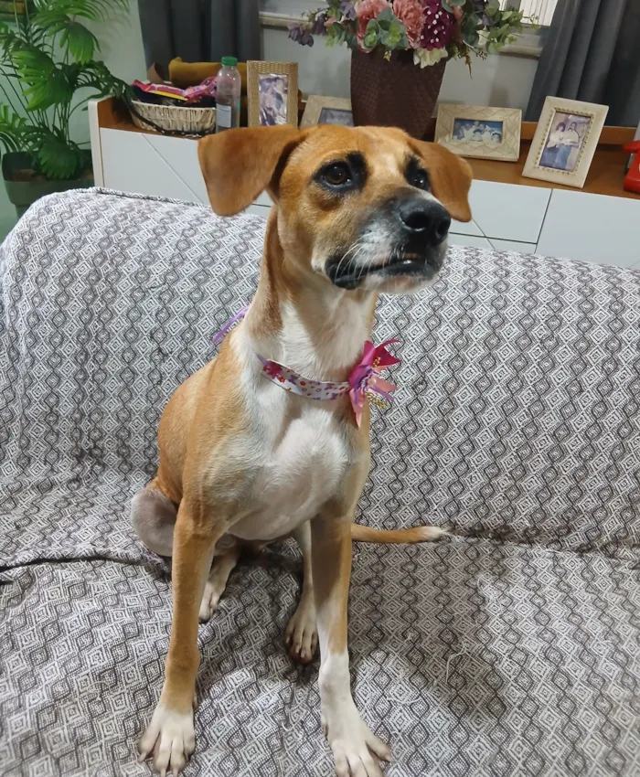 Cachorro raça SRD-ViraLata idade 2 anos nome Gisele