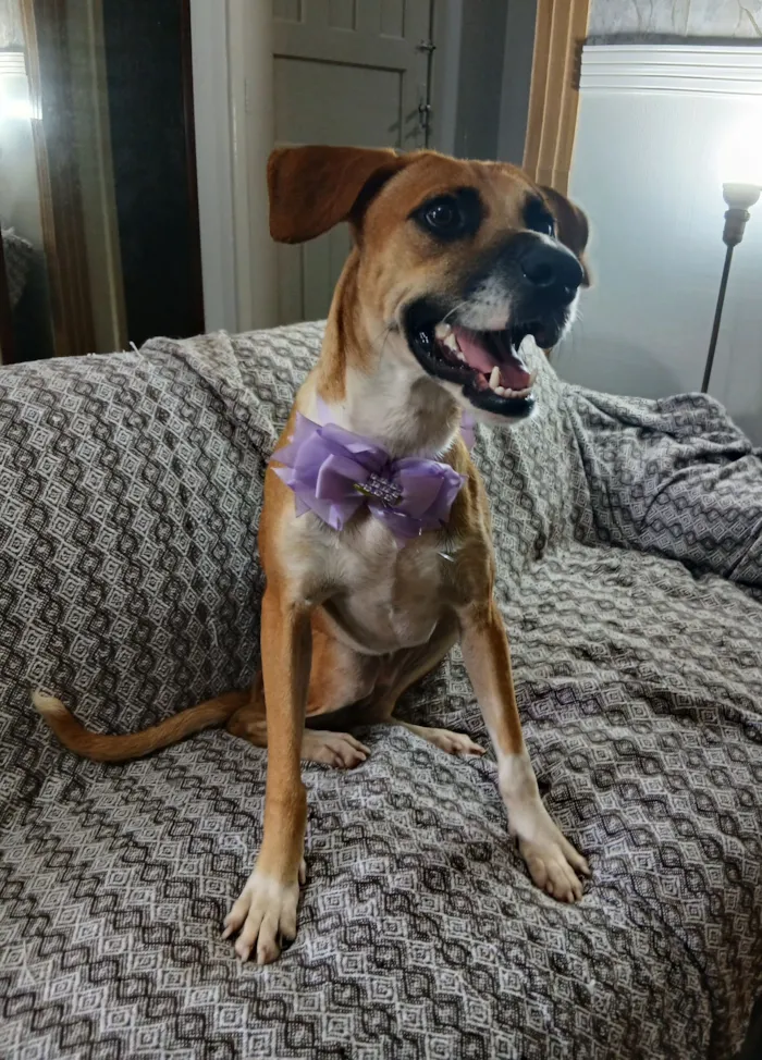 Cachorro raça SRD-ViraLata idade 2 anos nome Gisele