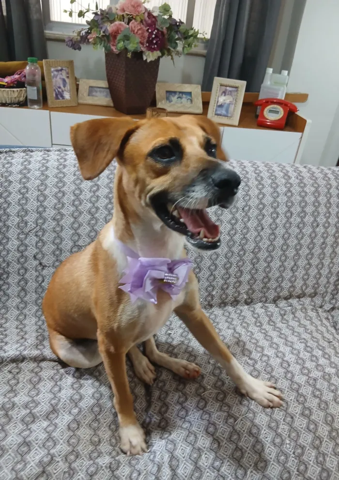 Cachorro raça SRD-ViraLata idade 2 anos nome Gisele