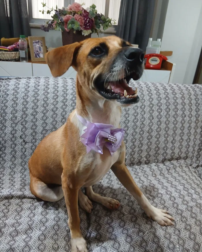 Cachorro raça SRD-ViraLata idade 2 anos nome Gisele