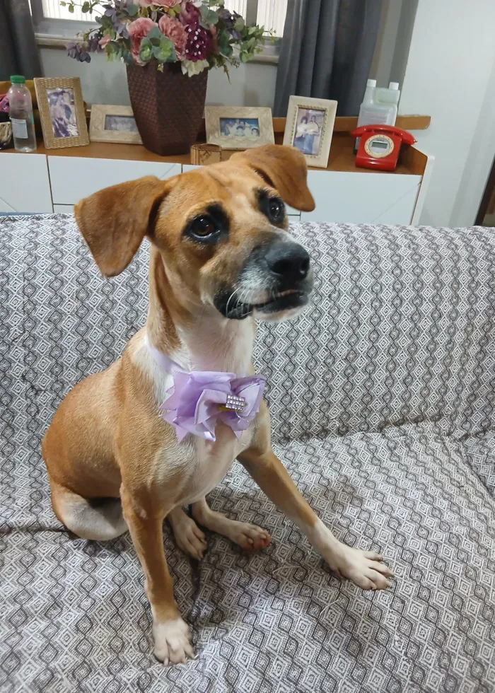 Cachorro raça SRD-ViraLata idade 2 anos nome Gisele